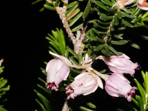 Sicilian heath