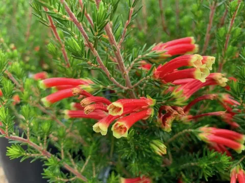Erica speciosa
