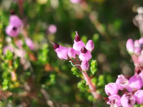 Umbel heath