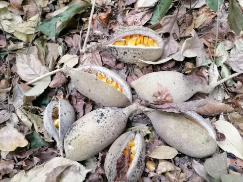 Sterculia oblonga