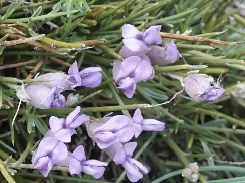Erinacea