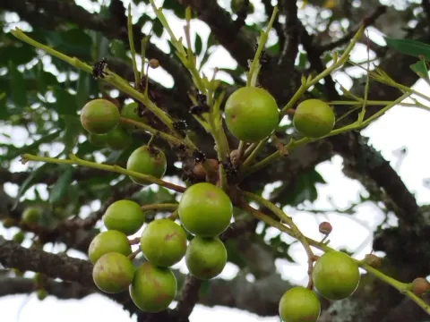 Ekebergia