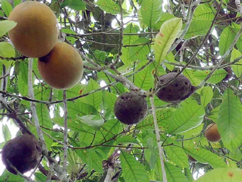 Экклинуза