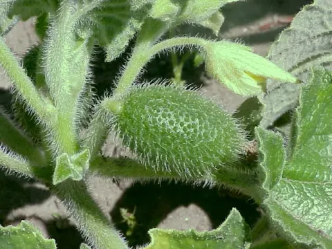 Бешеный огурец обыкновенный