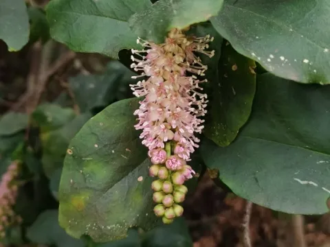 Ercilla