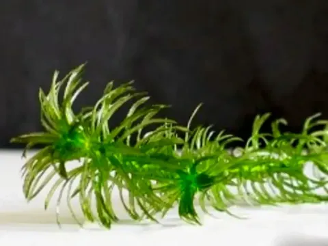 Elodea granatensis
