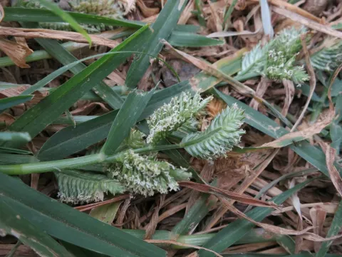 Eleusine multiflora