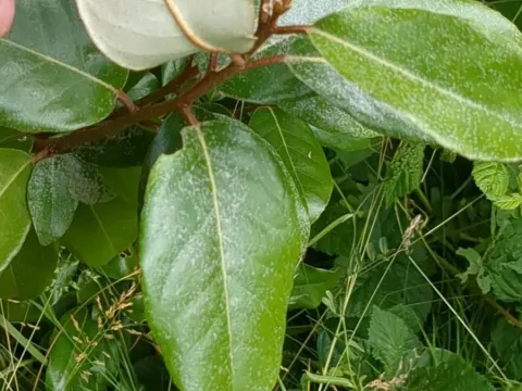 Elaeagnus submacrophylla