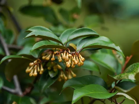 Elaeagnus glabra
