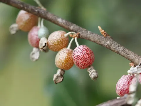Oldham's Silverberry
