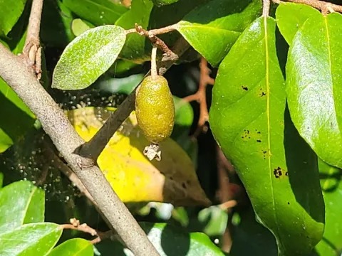 Lingaro