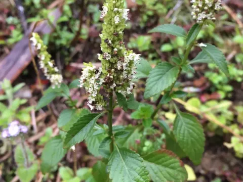 Elsholtzia blanda