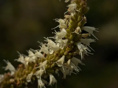 Elsholtzia polystachya