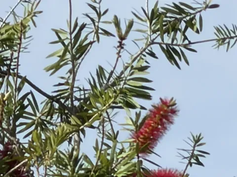 Melaleuca viminalis