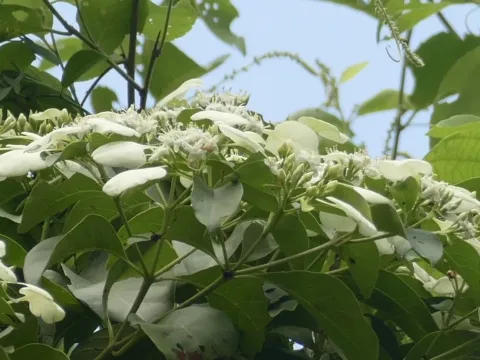Калікофіллум