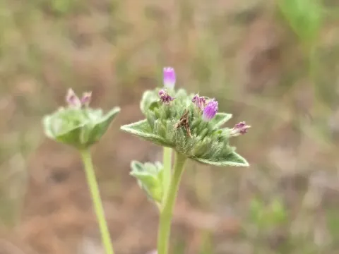 Елефантопус високий