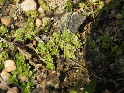 Waterwort