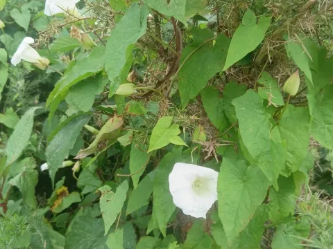 Bindweed
