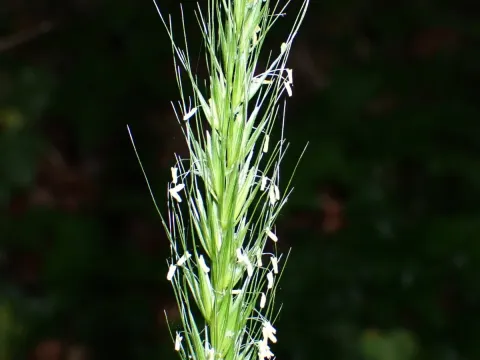 Wood barley