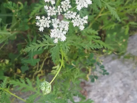 Еремодаукус