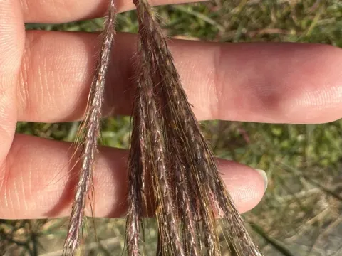 Eremopogon