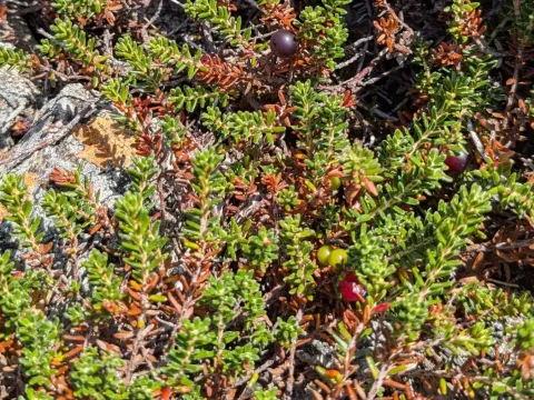 Purple crowberry