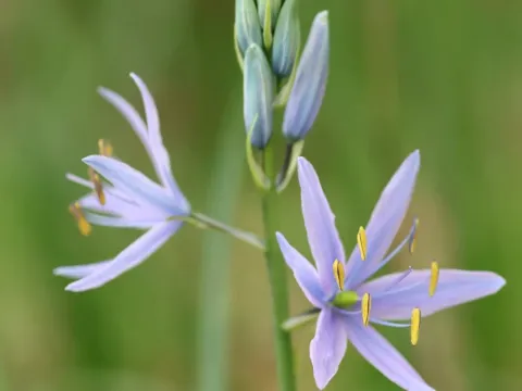 Камасія