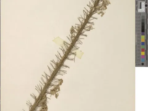 Eremurus elwesii