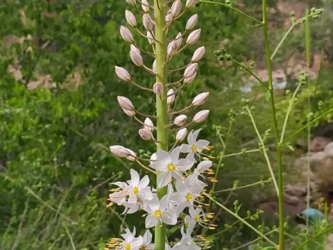 Eremurus robustus