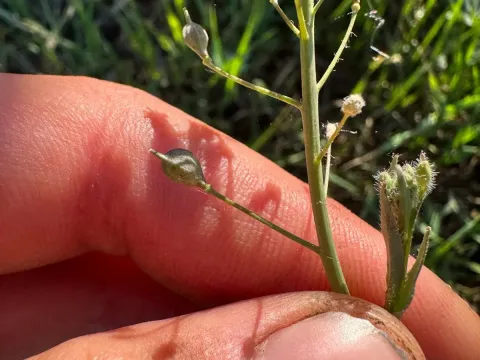 False flax
