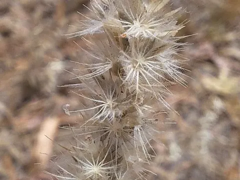 Enneapogon