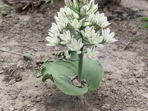 Eriospermum