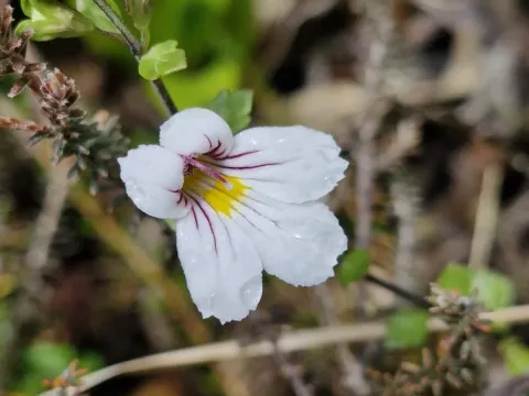 Eyebright