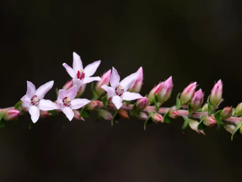 Epacris pulchella