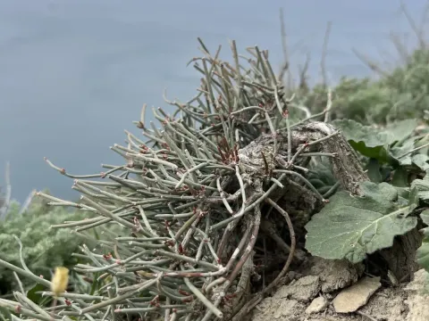Ephedra distachya