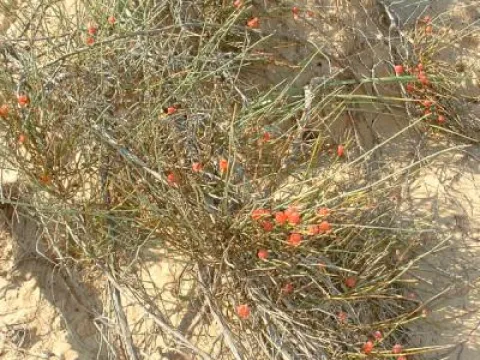 Ephedra major