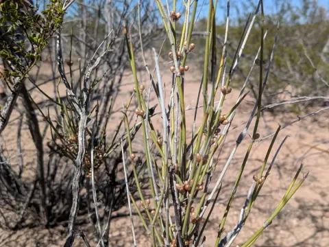 Ephedra trifurca