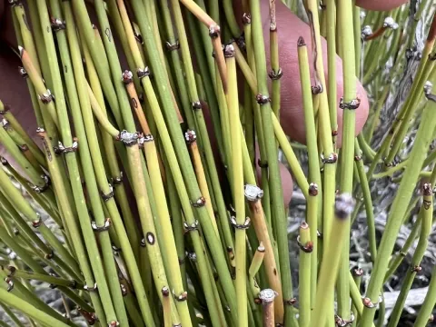 Ephedra