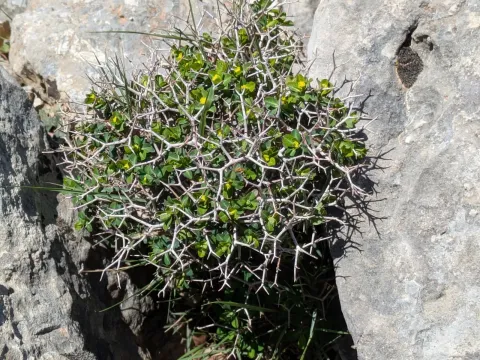 Spiny spurge