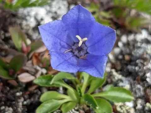 Bellflower
