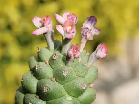 Hidden Spurge