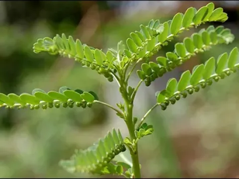 Niruri