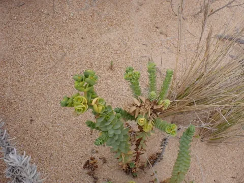 Sea spurge