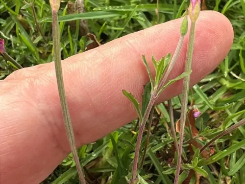 Billardieri willowherb