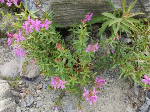 Colchian willowherb