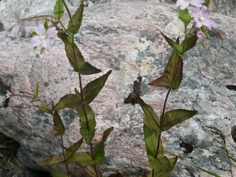 Hill willowherb