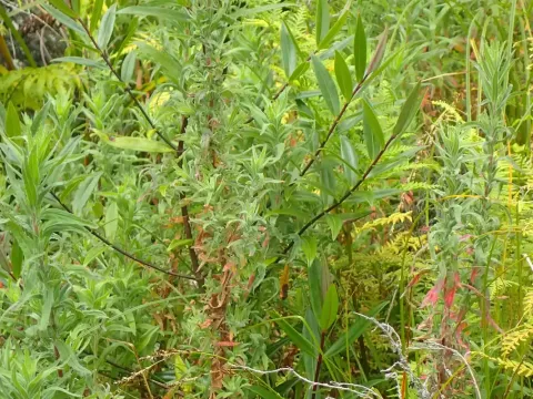 Rush-leaved willowherb