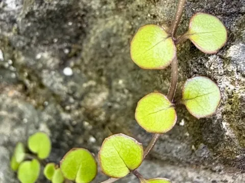 Creeping willowherb
