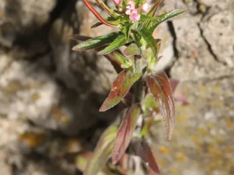 Small-flowered willowherb