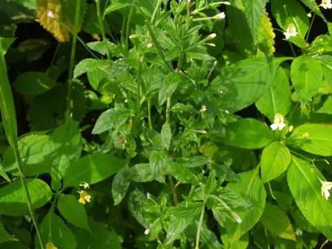 Pale willowherb